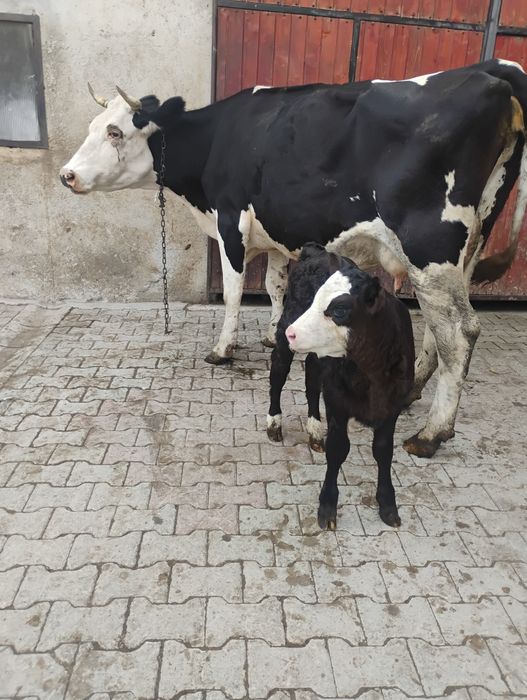 Vând vaca buna de lapte cu vițel