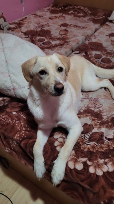 Luna isi cauta casuta ! Adoptie ! Sterilizata