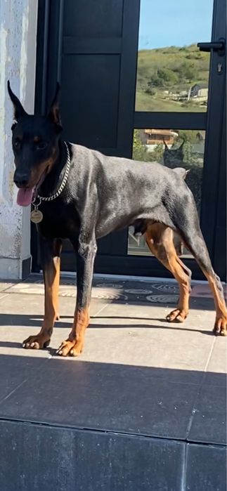 Vand doberman import Rusis