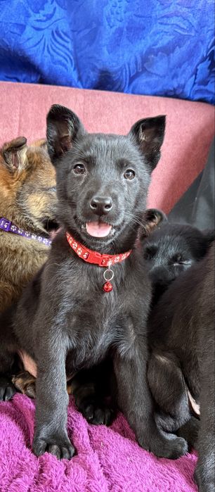 Catelusa ciobanesc german cauta casuta