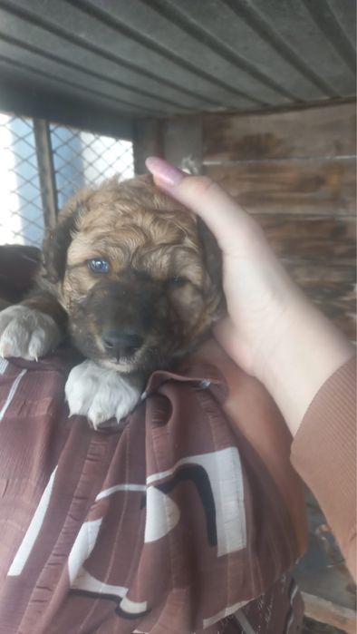 Щенок для добрых рук, мальчик