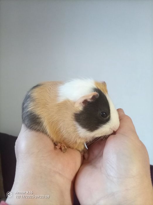 Морски Свинчета - мъжко/женско