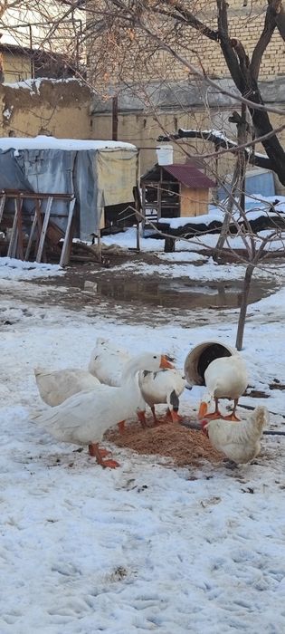 Gʻozlar sotiladi 5 ta