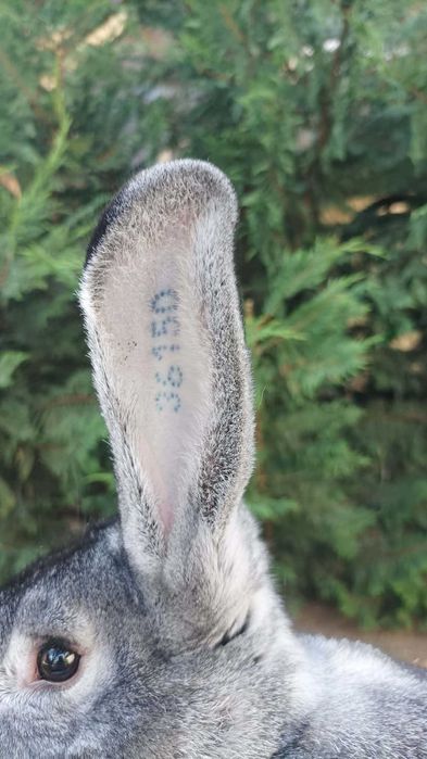 Masculi pui Chinchilla Mare