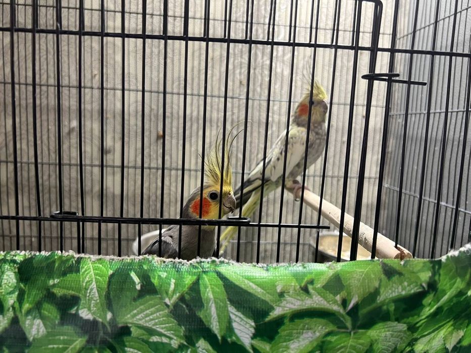 Продается пара красивых дружных карел