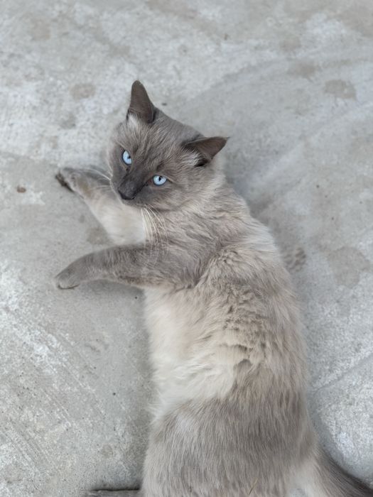 Кот в хорошие руки