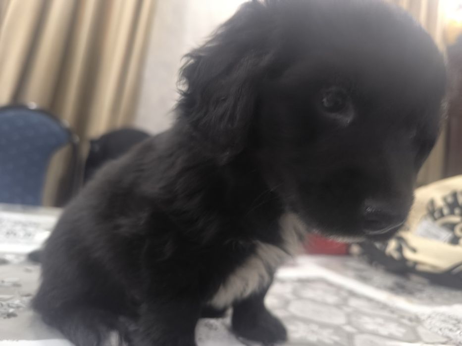 Щенок  в добрые руки