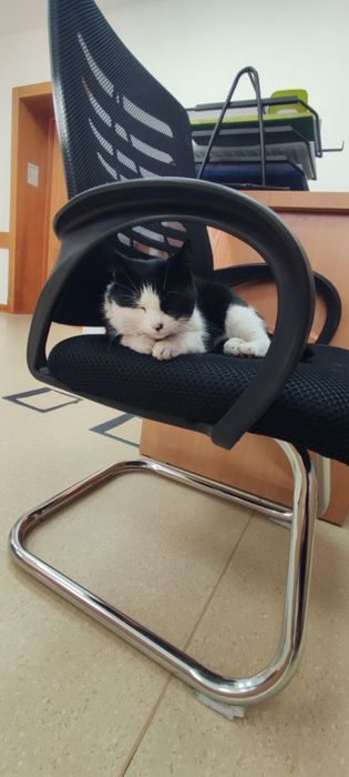 Девочка ищет ответственные руки!