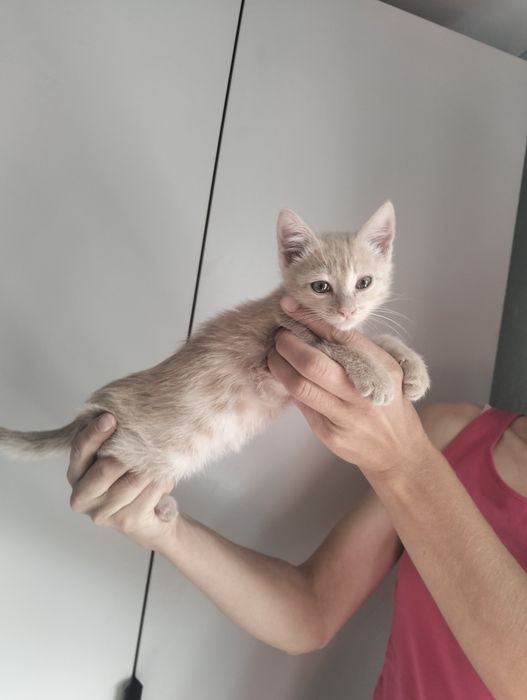 Котёнок персиковый. Мальчик.
