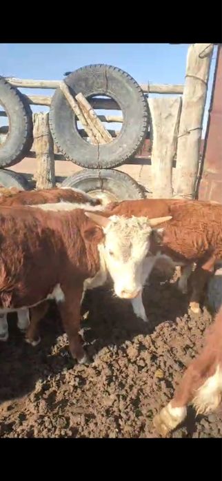 Подсос бұзаулар сатылады