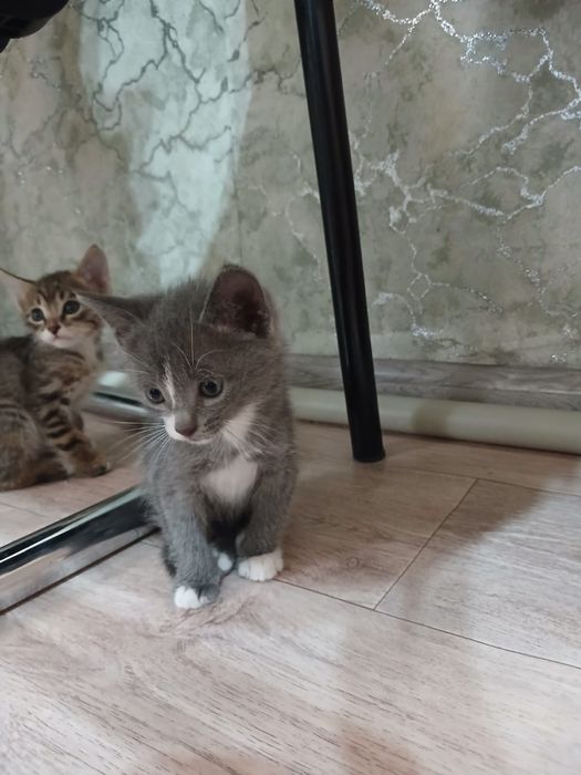 Отдам котят бесплатно