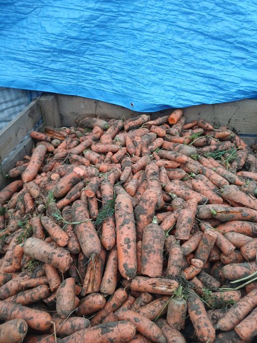 Morcovi furaj producator