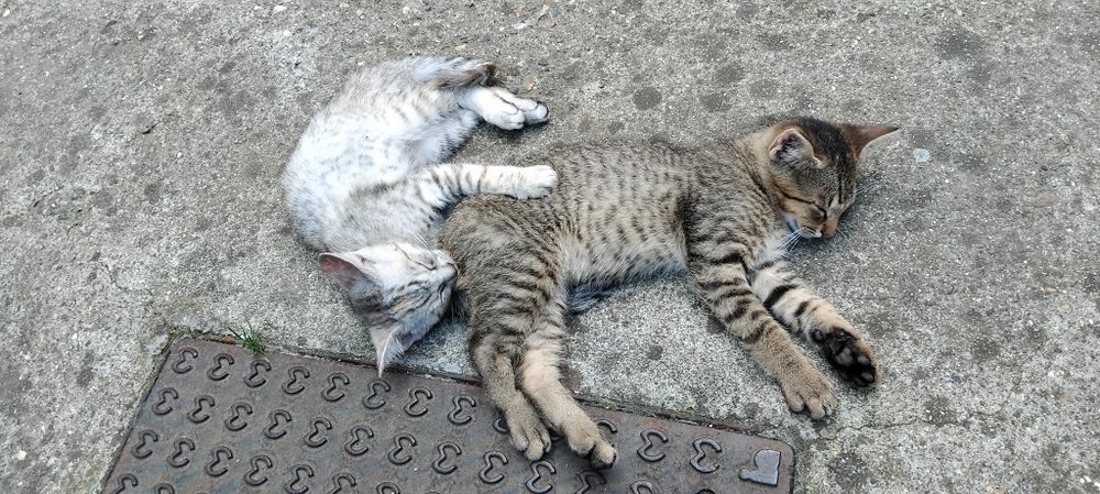 Pui de pisica spre adoptie