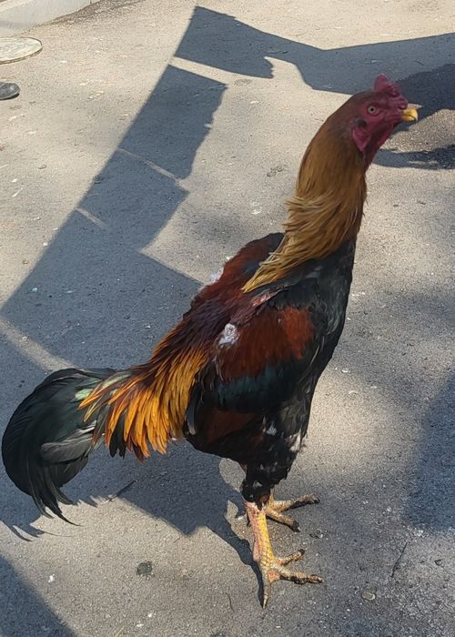 Дакан на развод. Туляк.