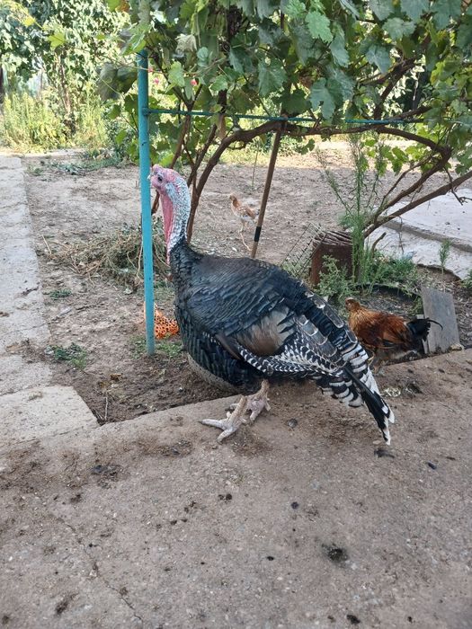 Продам  домашнего индюка