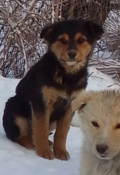 Щенки в добрые ручки