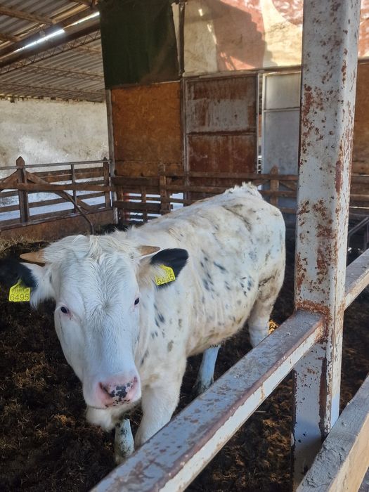 Vaca cu viței.       .