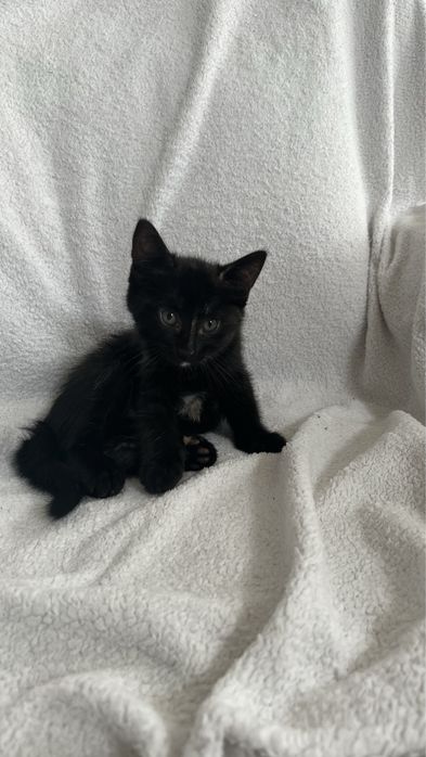 Отдам котят в добрые руки!