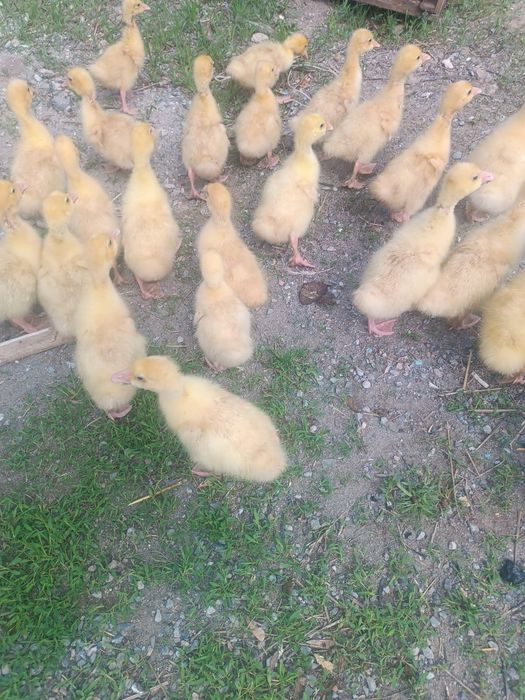 Гуси Парода Линда