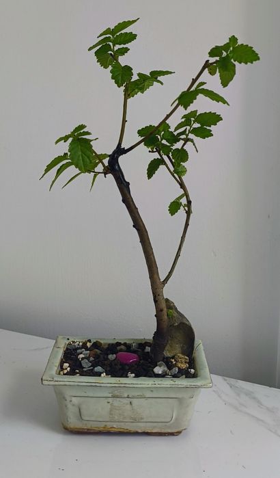 Bonsai bonSai BO