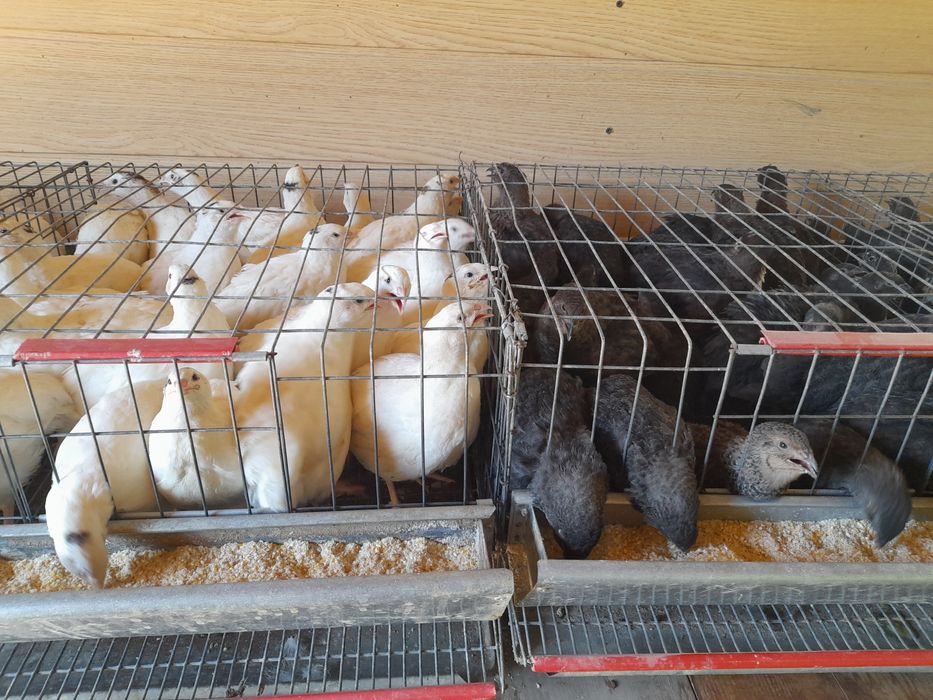 Pui prepelite giganta polara,japoneza mare,jumbo gold ,celadon