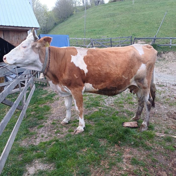 Vând vaca bălțată