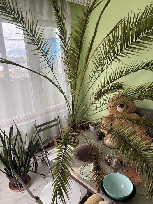 Продавам  Естествена палма