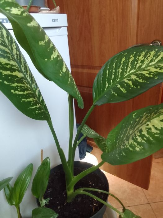 Продам комнатные цветы