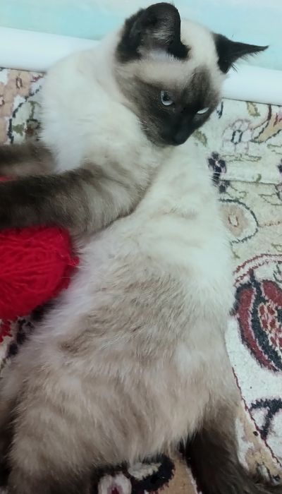Siam erkak mushugi
