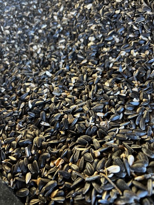 Vand cereale ( porumb , ovaz neg, floarea soarelui , grau ,sorg boabe)