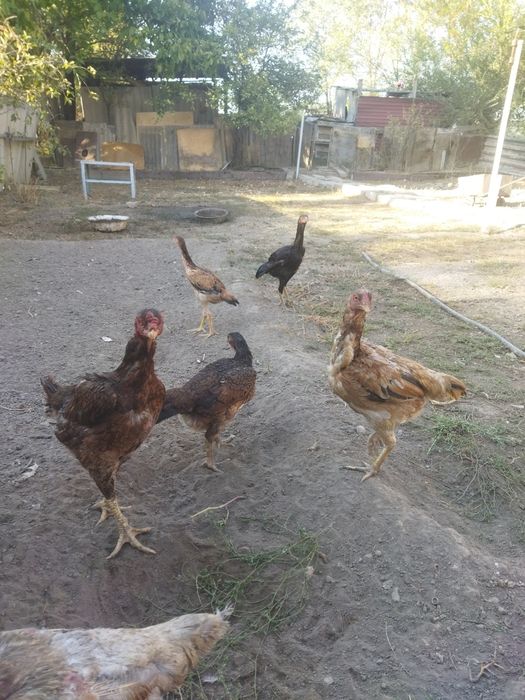 Продам бойцовых курей