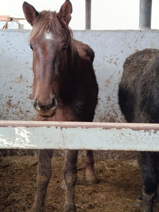 Биелер сатылады, 5-бас.