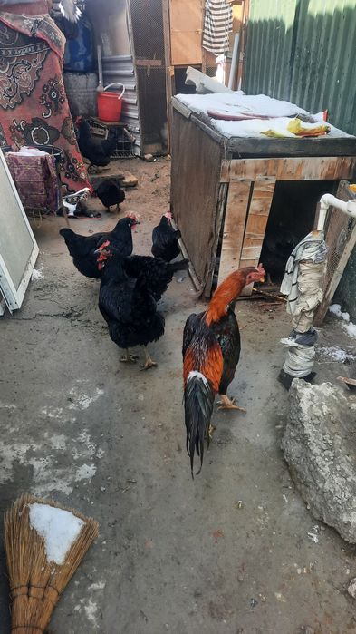 Tovuq xo'rozlar sotiladi xammasi so'glom