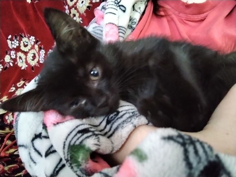 Срочно отдам котенка в добрые руки