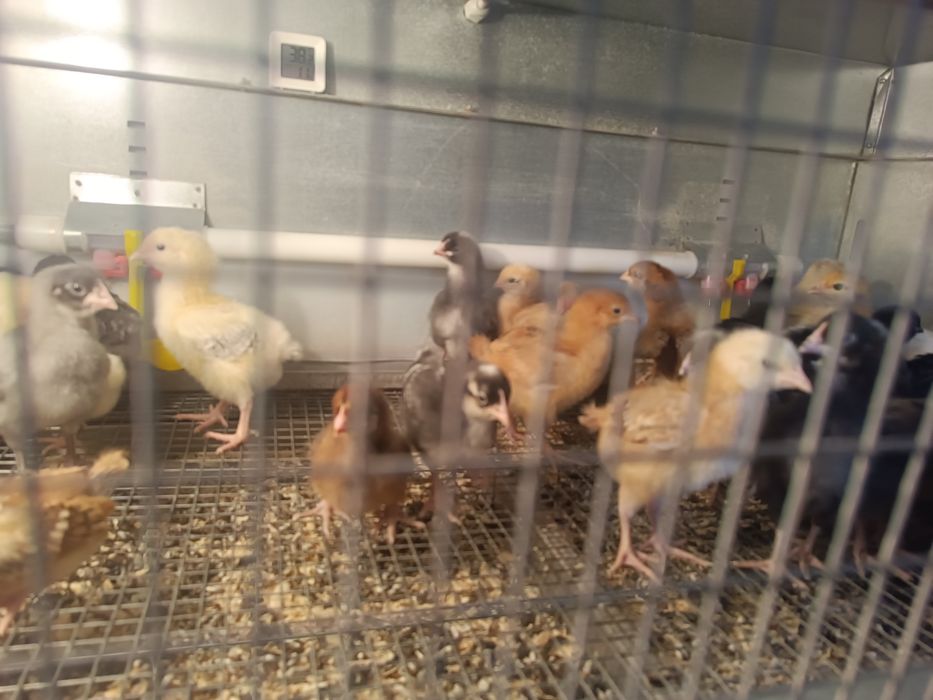 Продам цыплят 900