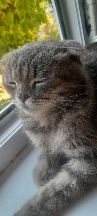 Scottish fold ög'ipbola