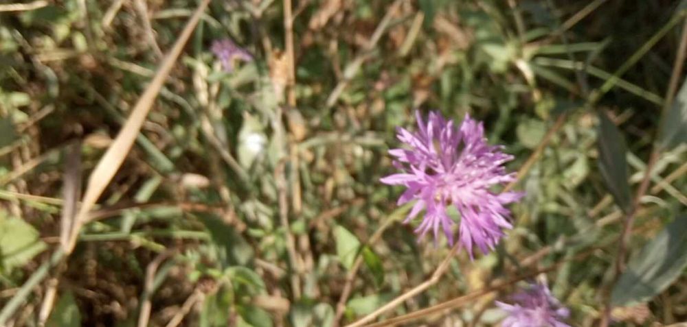 Декоративные растения плюс подставки под цветы