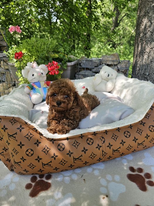 Пудел ред априкот [red apricot poodle] БАБХ лицензиран развъдник