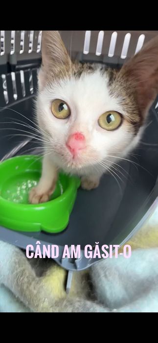 Adopție pisicuță torcacioasa și lipicioasă