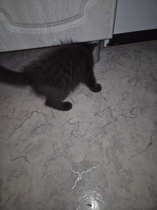 Отдам даром котенка
