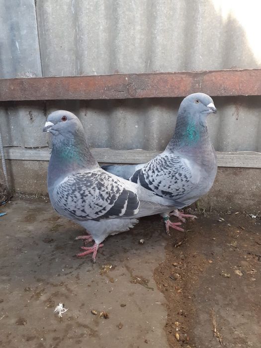 Porumbei standard romanesti de frumusete