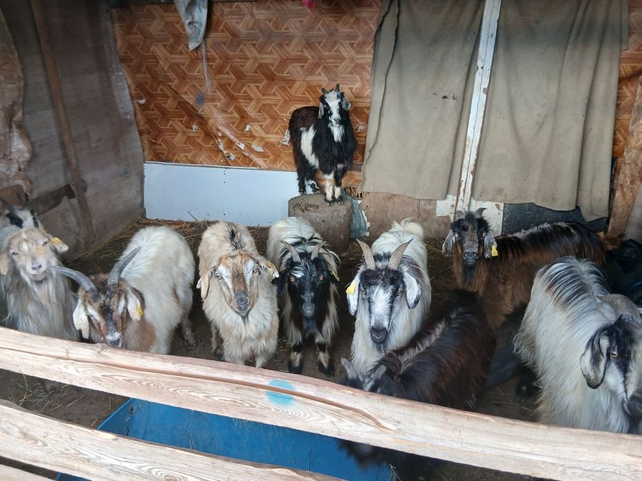 Лақты ешкі туша теке