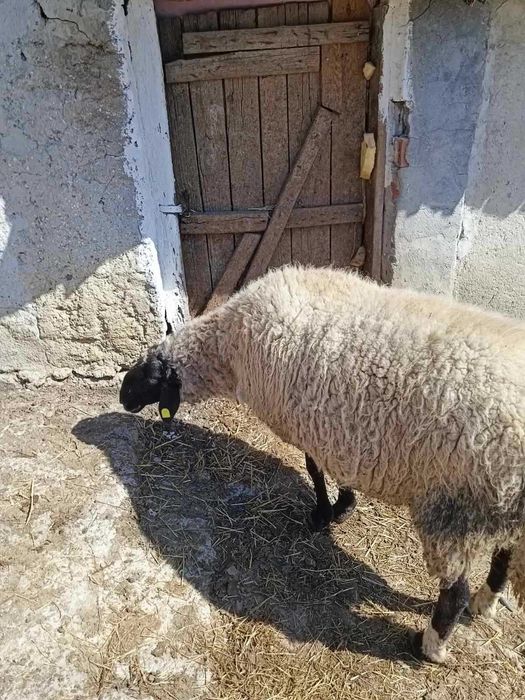 Продавам ОВЕН за разплод, от Селекционет център!