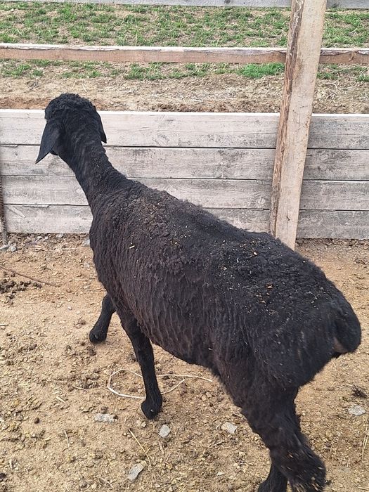 Срочно Кой,козысымен сатылады