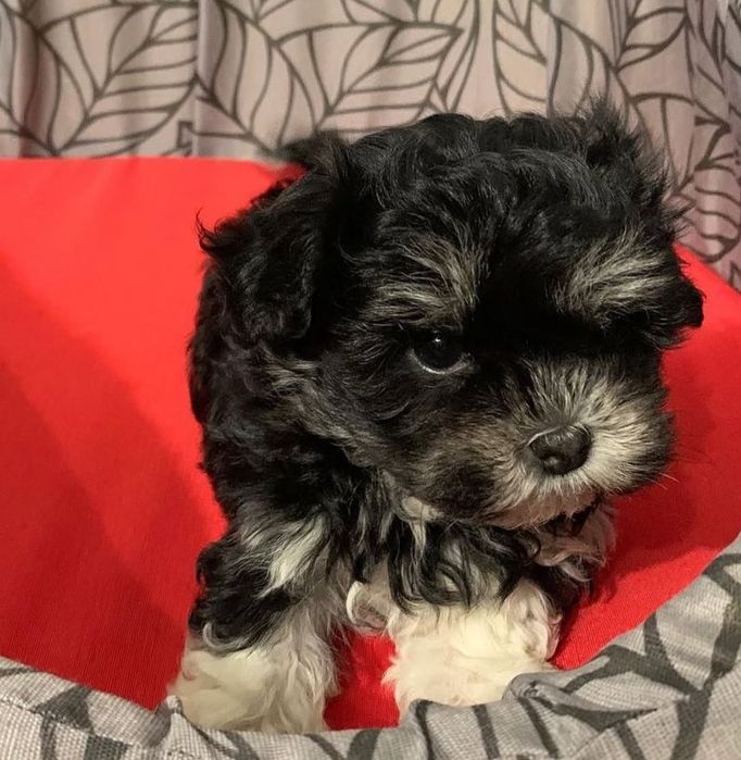 Bichon havanez 450 lei