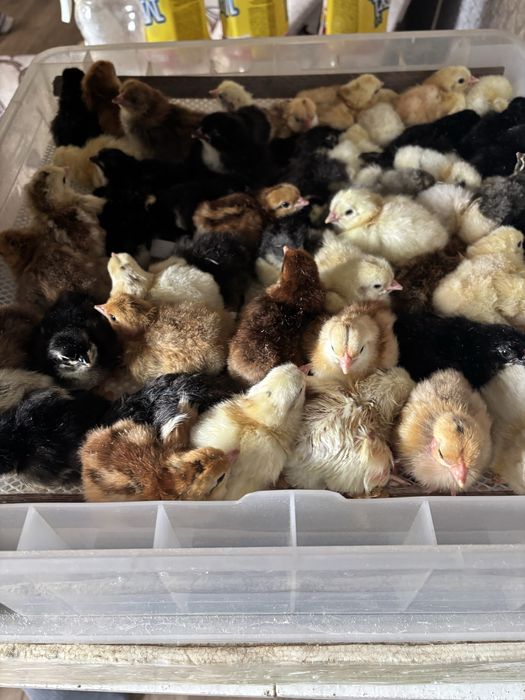 Цыплята домашних кур