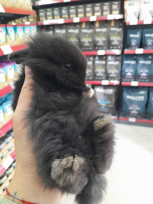 Декоративни мини зайчета на 1 месец