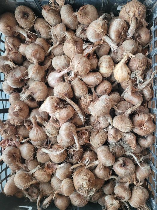 Bulbi sofran 100lei/kg, sau 1 leu bucata. Dimensiuni 8-13cm, aclimatizati in Arad, cultura proprie!