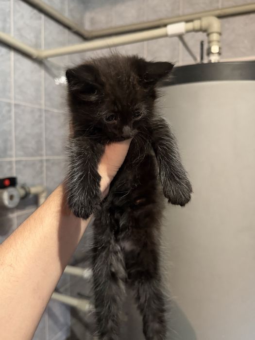 Продаю котята!!!