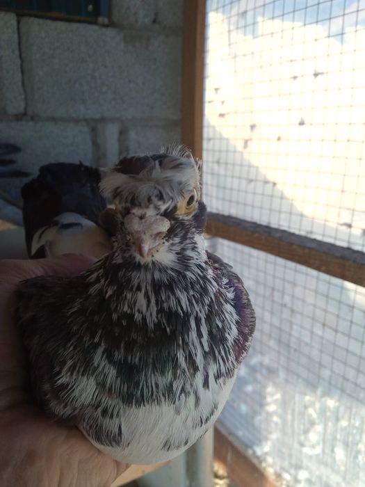 Продаётся челкарь двухчубый весёлый самец